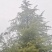 自家种植3米/6米雪松，价格实惠，欢迎就近选购