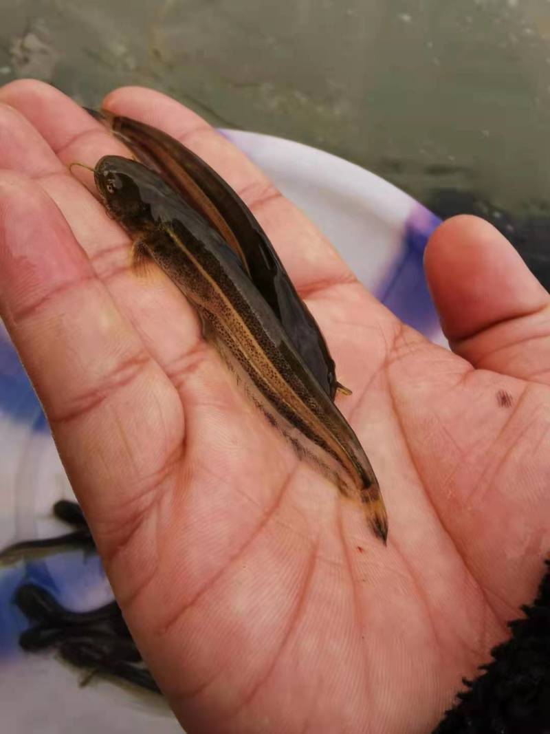 大口鲶鱼苗批发出售鱼场直销一手货源包运输提供技术支持