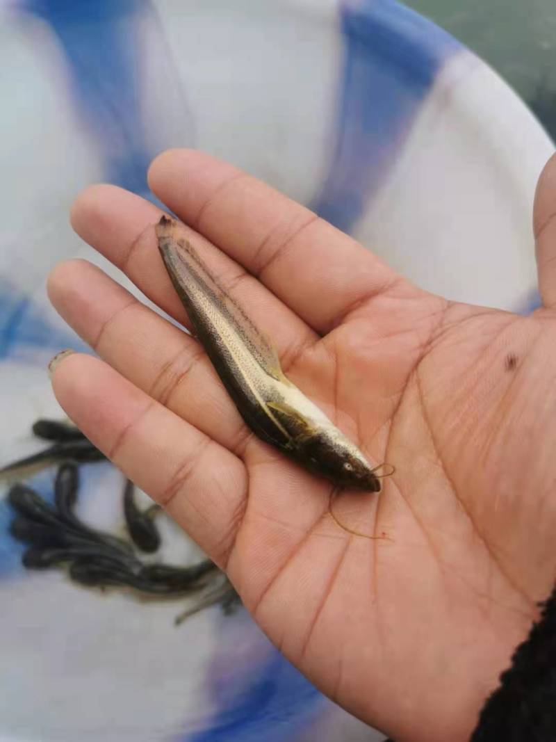 大口鲶鱼苗批发出售鱼场直销一手货源包运输提供技术支持