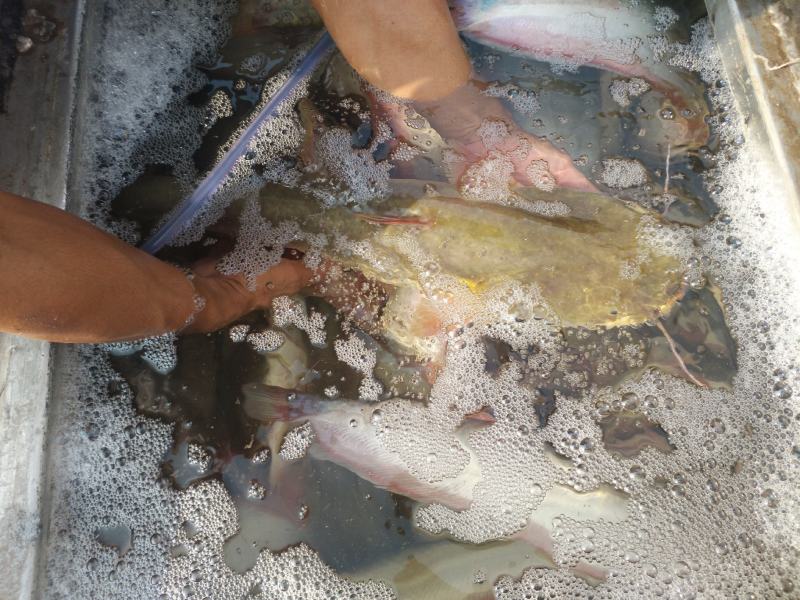 大口鲶鱼苗批发出售鱼场直销一手货源包运输提供技术支持