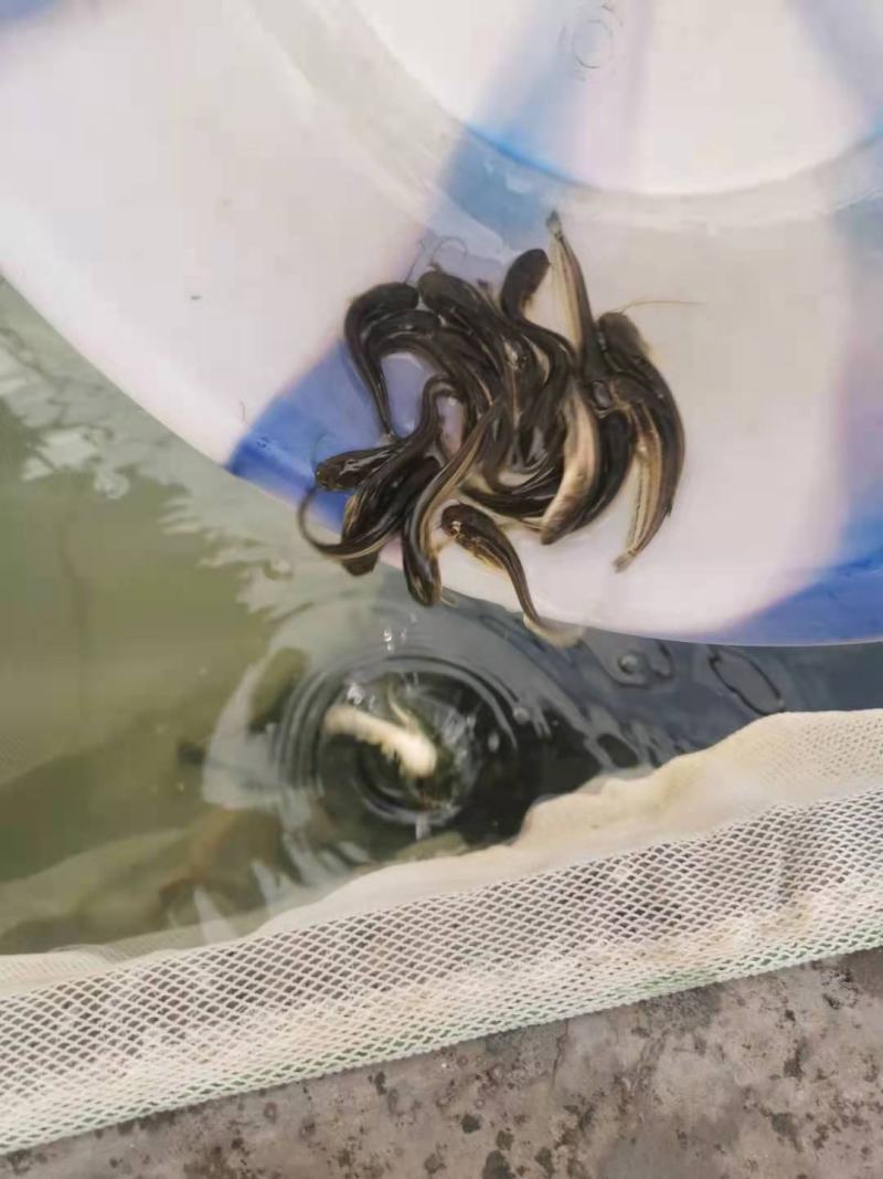 大口鲶鱼苗批发出售鱼场直销一手货源包运输提供技术支持
