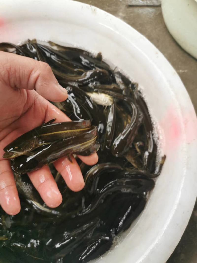 大口鲶鱼苗批发出售鱼场直销一手货源包运输提供技术支持