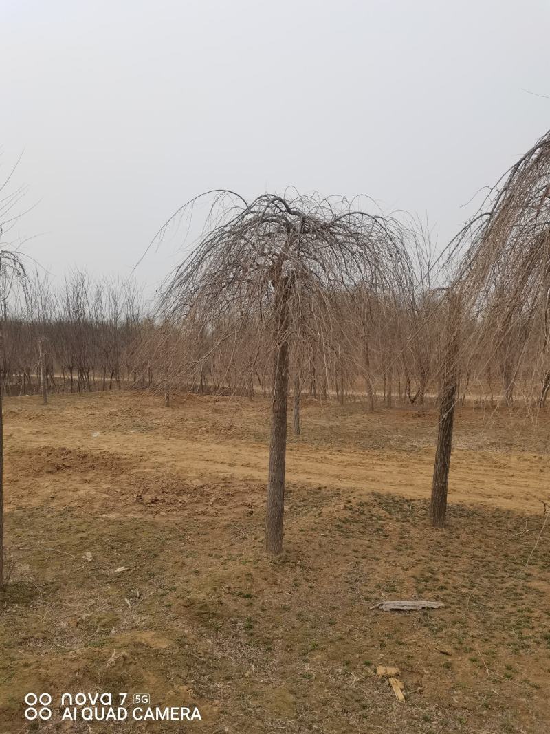 金叶垂榆，榆树，垂榆，大叶垂榆，嫁接1--2年冒大量