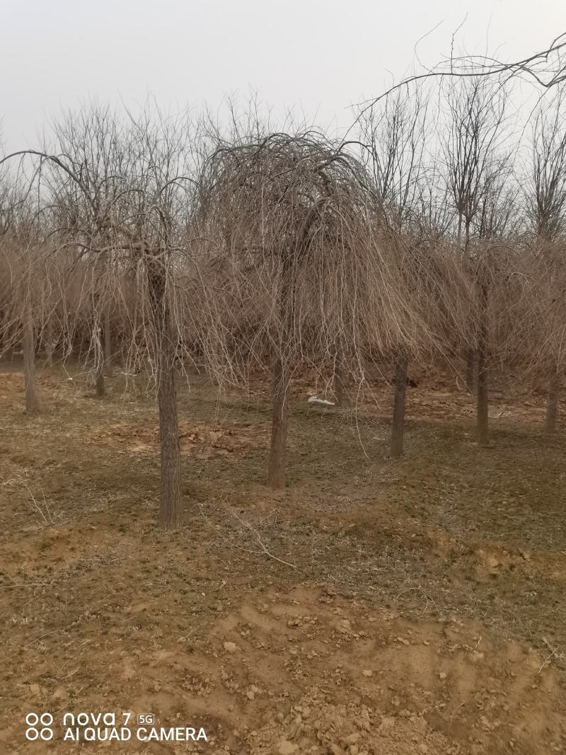 金叶垂榆，榆树，垂榆，大叶垂榆，嫁接1--2年冒大量