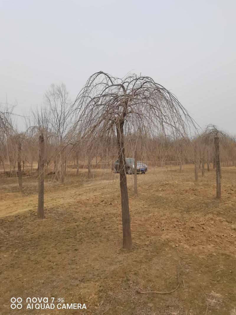 金叶垂榆，榆树，垂榆，大叶垂榆，嫁接1--2年冒大量