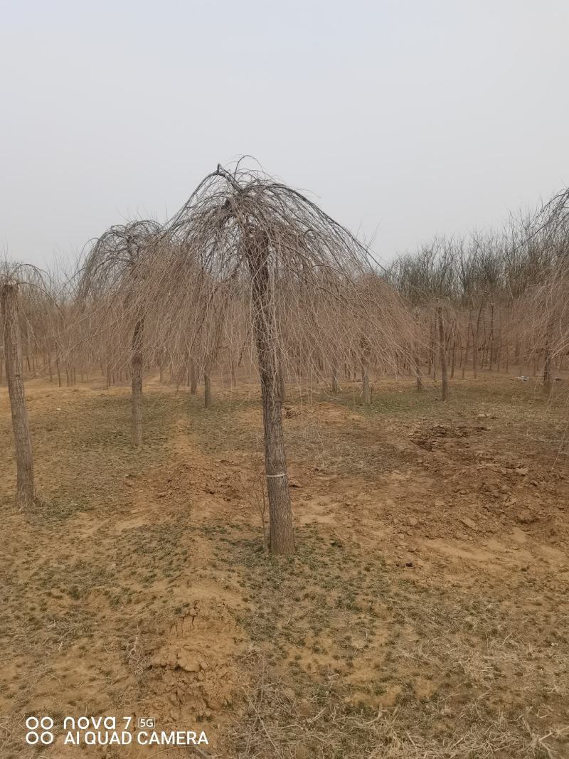 金叶垂榆，榆树，垂榆，大叶垂榆，嫁接1--2年冒大量