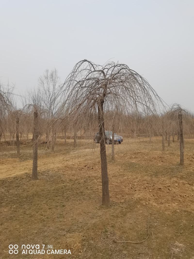 金叶垂榆，榆树，垂榆，大叶垂榆，嫁接1--2年冒大量