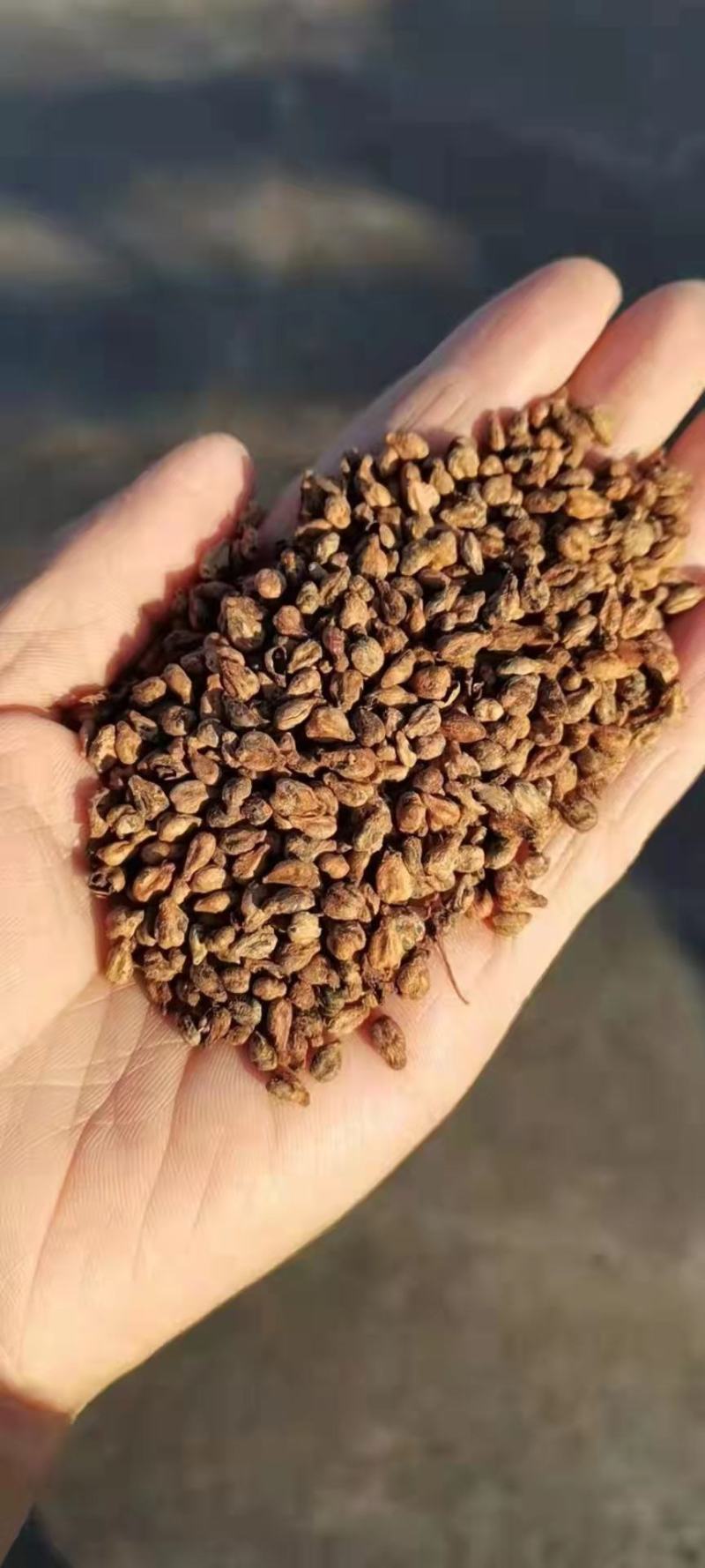葡萄籽加工葡萄酒后未发酵的副产品，可加工葡萄籽油
