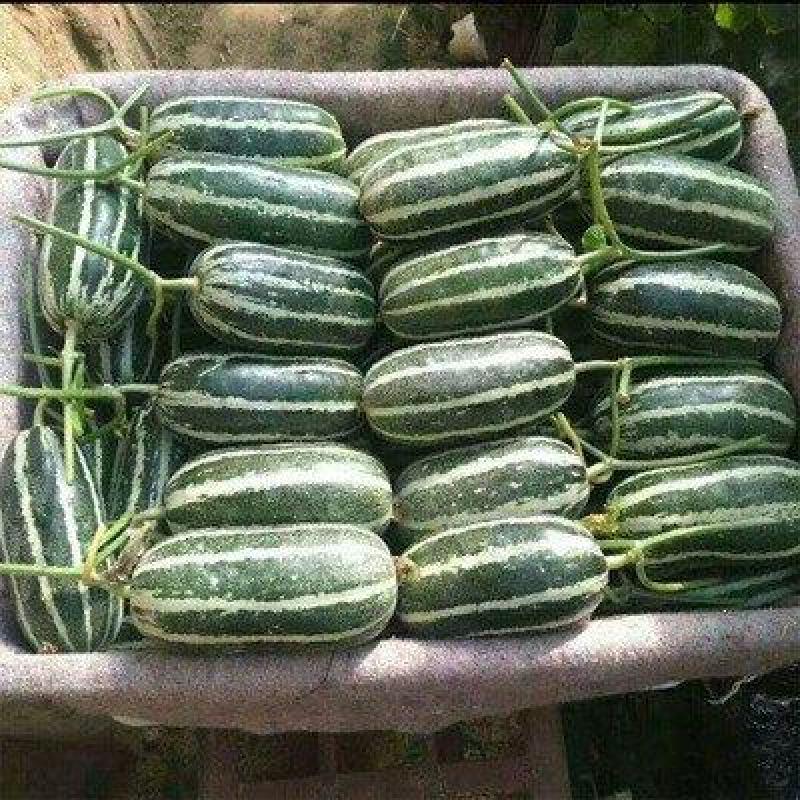 【博洋九】精品博洋九甜瓜大量上市现摘现发欢迎采购