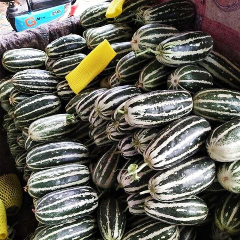 【博洋九】精品博洋九甜瓜大量上市现摘现发欢迎采购