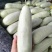 【荐】精品羊角蜜甜瓜大量有货现摘现发脆甜欢迎采购