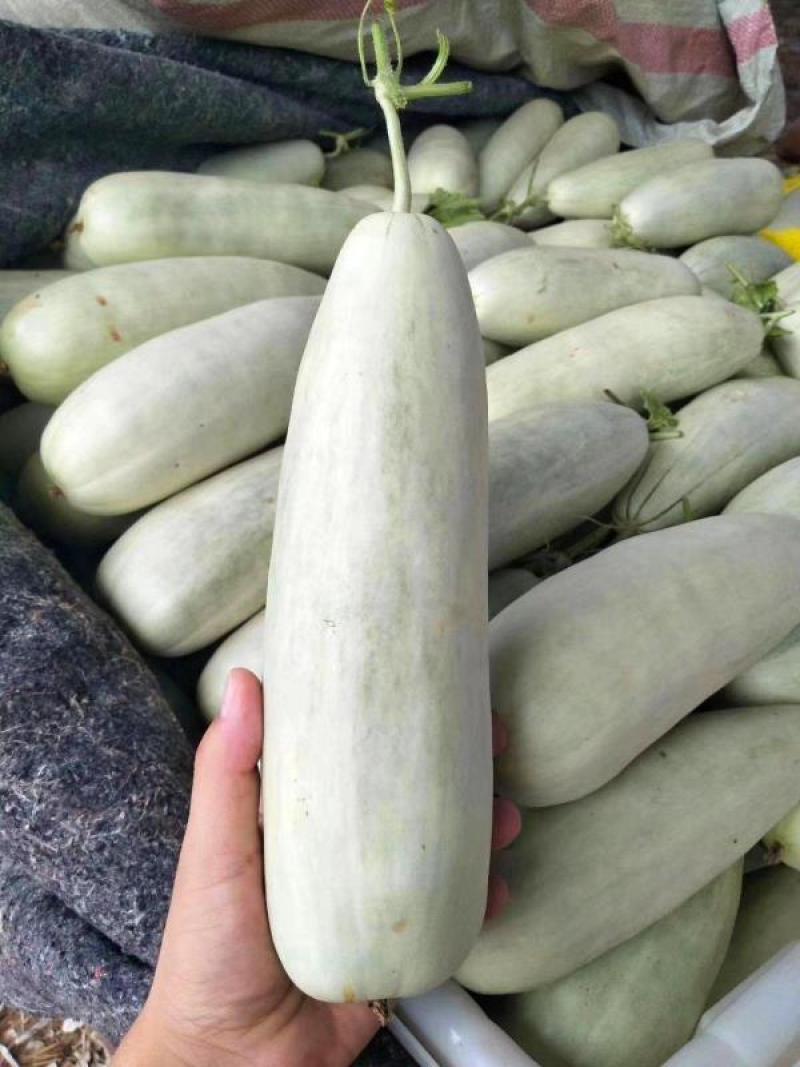 【荐】精品羊角蜜甜瓜大量有货现摘现发脆甜欢迎采购
