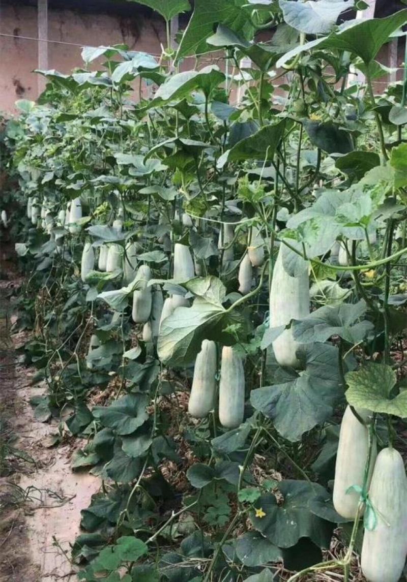 【荐】精品羊角蜜甜瓜大量有货现摘现发脆甜欢迎采购