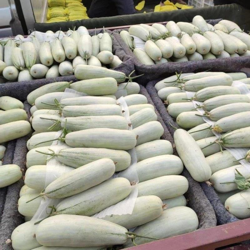 【荐】精品羊角蜜甜瓜大量有货现摘现发脆甜欢迎采购