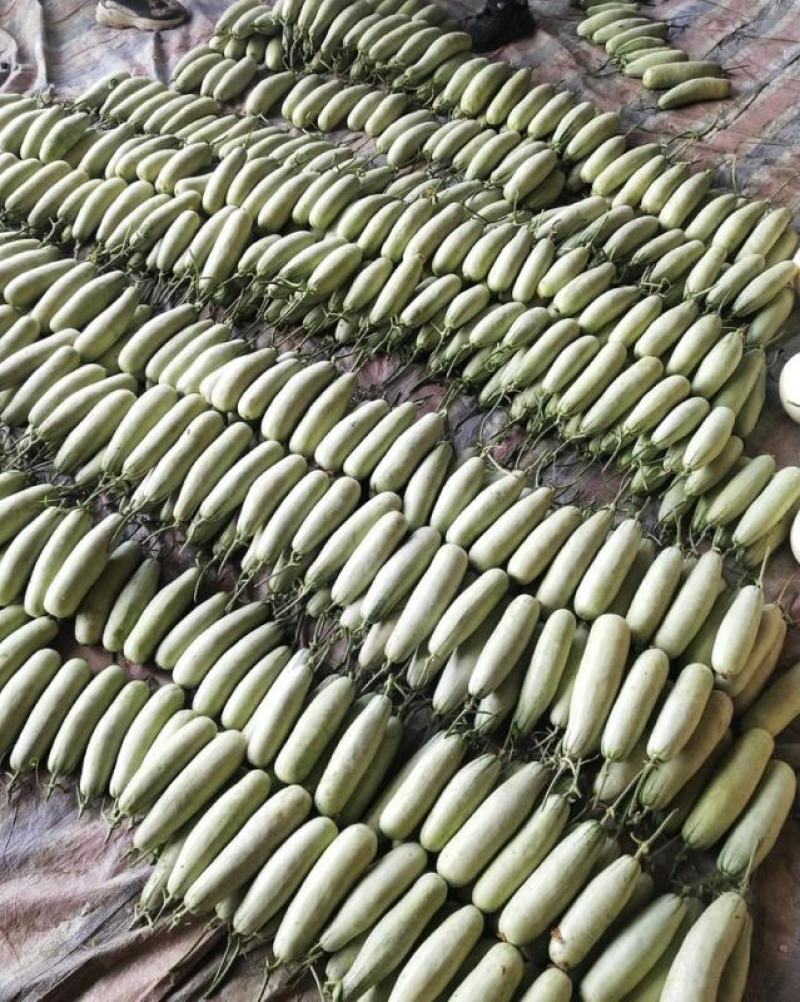 【荐】精品羊角蜜甜瓜大量有货现摘现发脆甜欢迎采购
