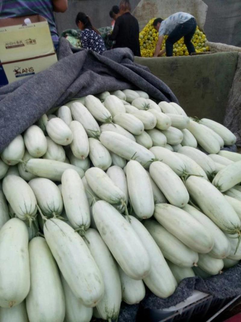 【荐】精品羊角蜜甜瓜大量有货现摘现发脆甜欢迎采购