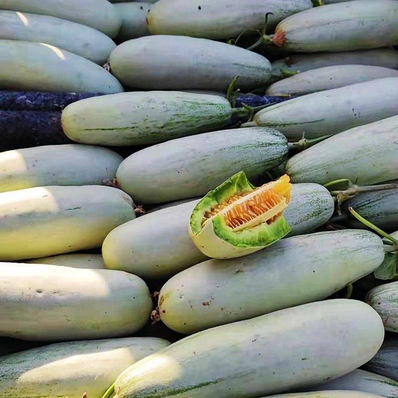 【荐】精品羊角蜜甜瓜大量有货现摘现发脆甜欢迎采购