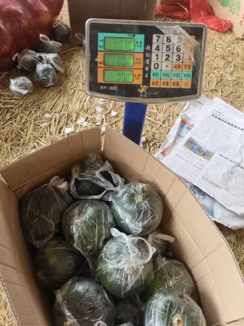 黑晶南瓜大量供应可安规格分，诚信合作