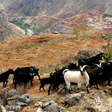 荒山合同可签50年，包办证，1000亩起租，非常适合养殖