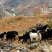 荒山合同可签50年，包办证，1000亩起租，非常适合养殖