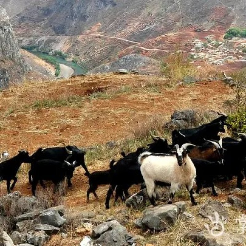 荒山合同可签50年，包办证，1000亩起租，非常适合养殖