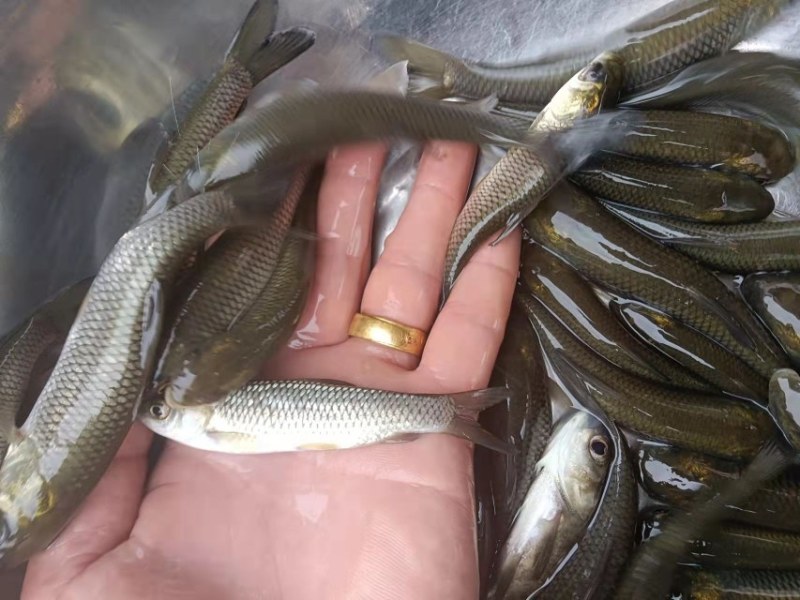 鱼塘直供草鱼苗品质保证诚信经营欢迎联系死苗包赔