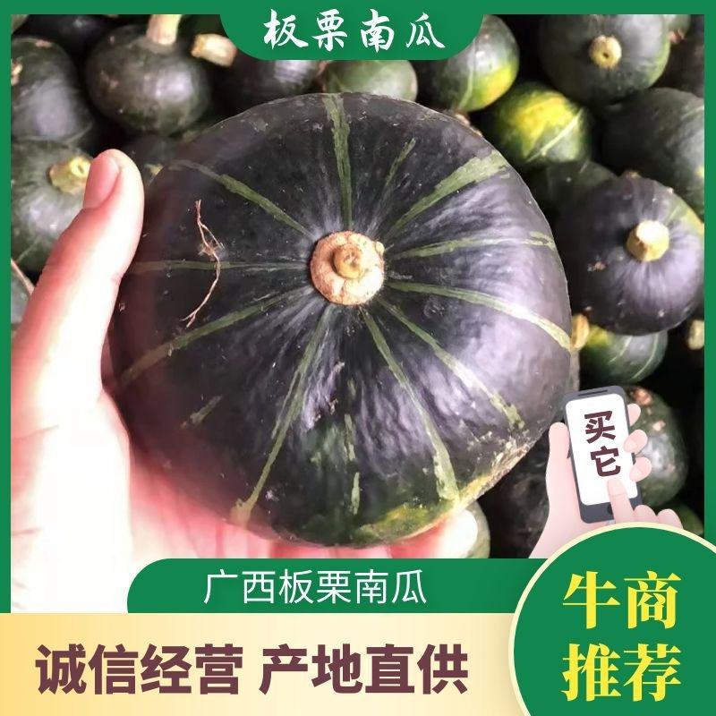 黑晶南瓜大量供应可安规格分，诚信合作