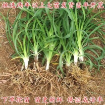 优质陕西大荔黄花菜苗下单开挖现挖现发保证成活率