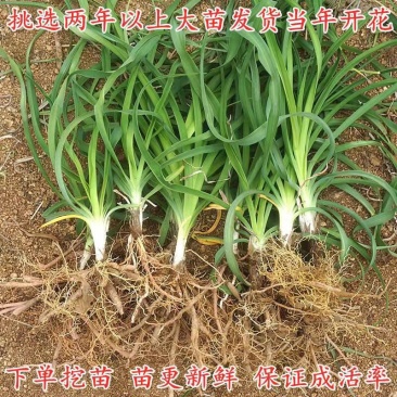 优质陕西大荔黄花菜苗下单开挖现挖现发保证成活率
