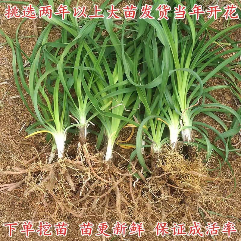 优质陕西大荔黄花菜苗下单开挖现挖现发保证成活率
