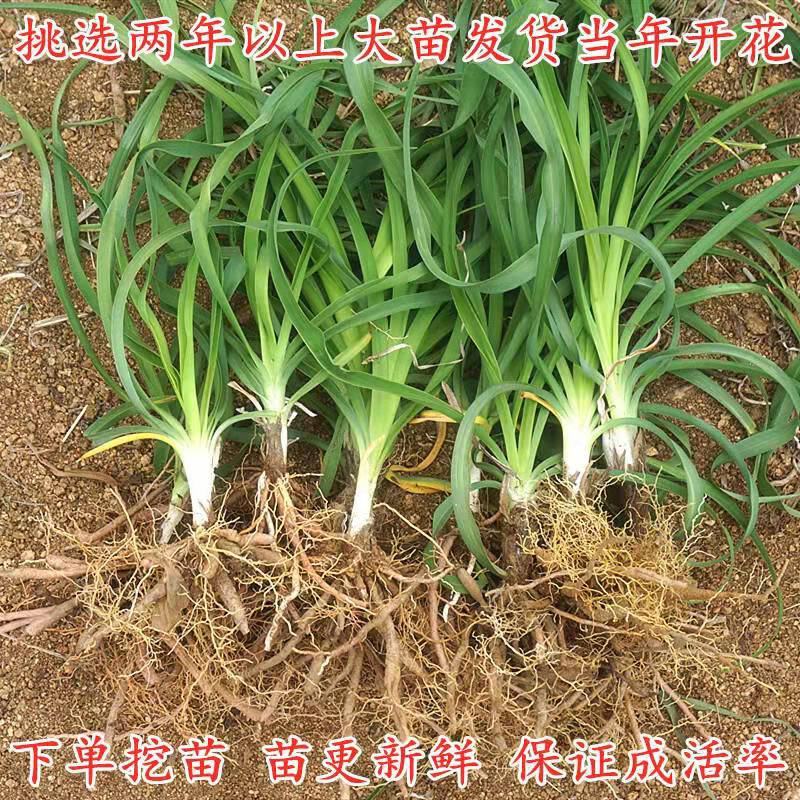 优质陕西大荔黄花菜苗下单开挖现挖现发保证成活率