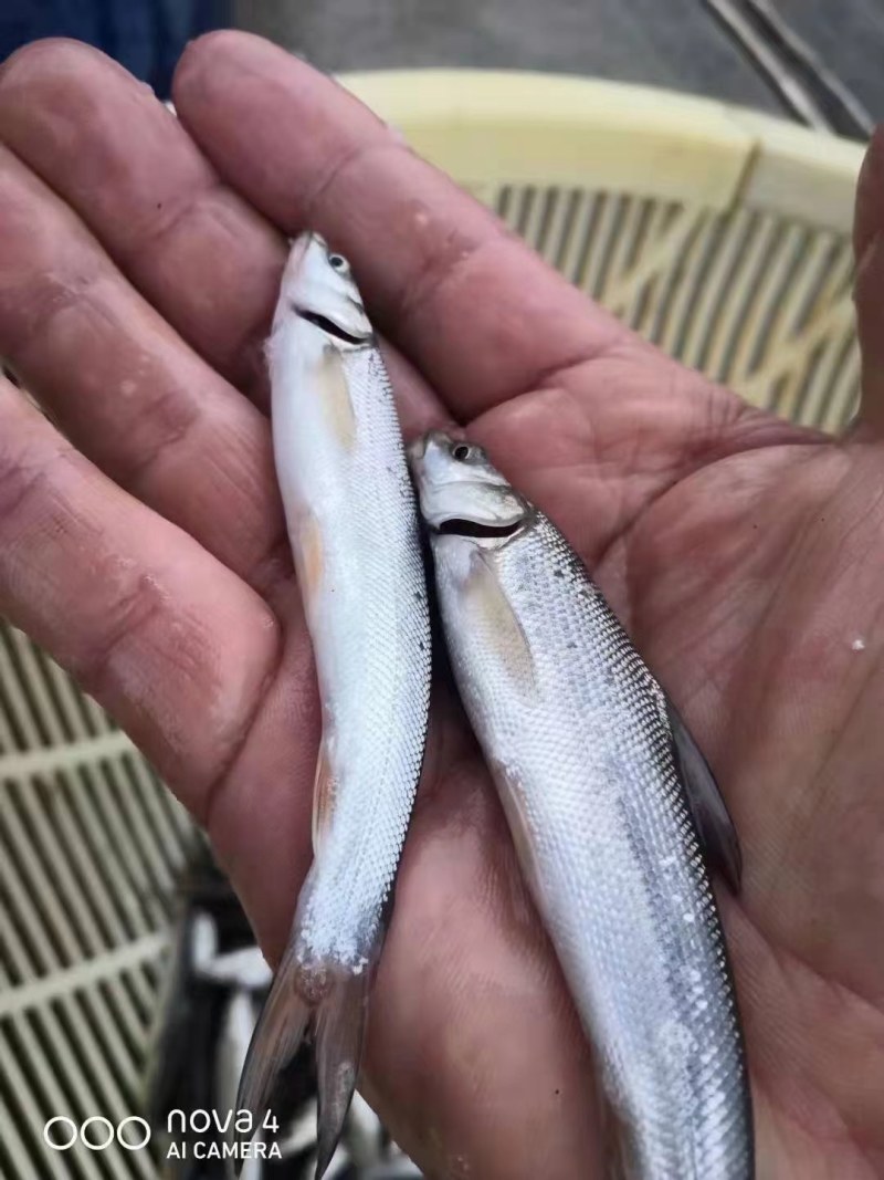银鳕鱼自家鱼场品质保证诚信经营欢迎联系接商超市场