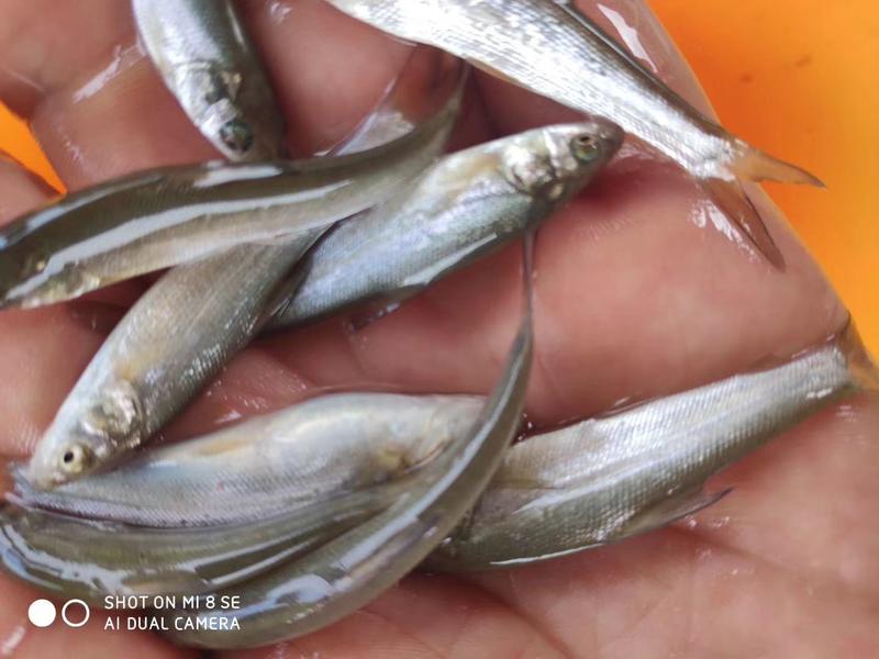 《银鳕鱼苗》批发出售鱼场直销提供技术支持包运输货到付款
