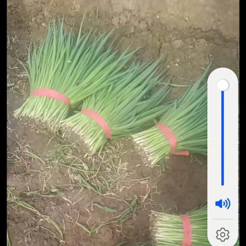 精品小葱