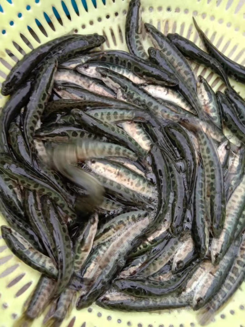鲤鱼苗品质保证诚信经营欢迎联系自家鱼场死苗包赔
