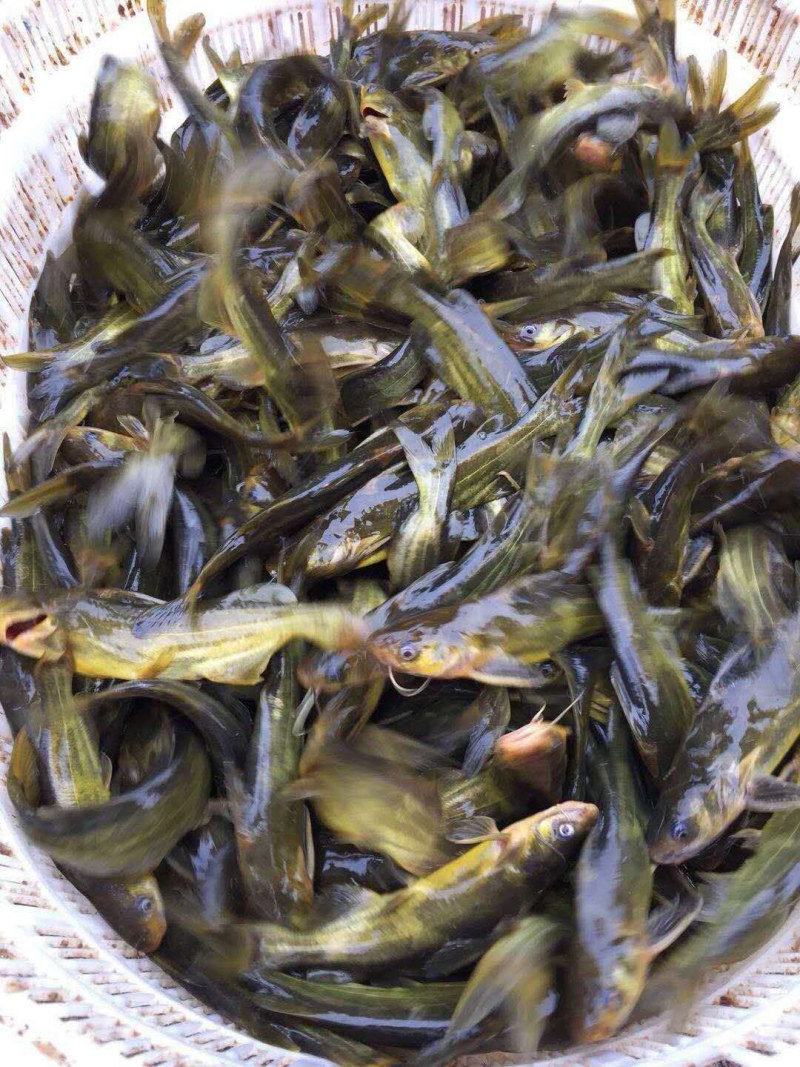 鲤鱼苗品质保证诚信经营欢迎联系自家鱼场死苗包赔