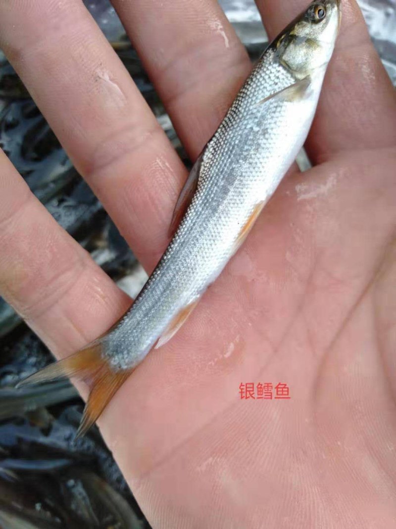 鲤鱼苗品质保证诚信经营欢迎联系自家鱼场死苗包赔