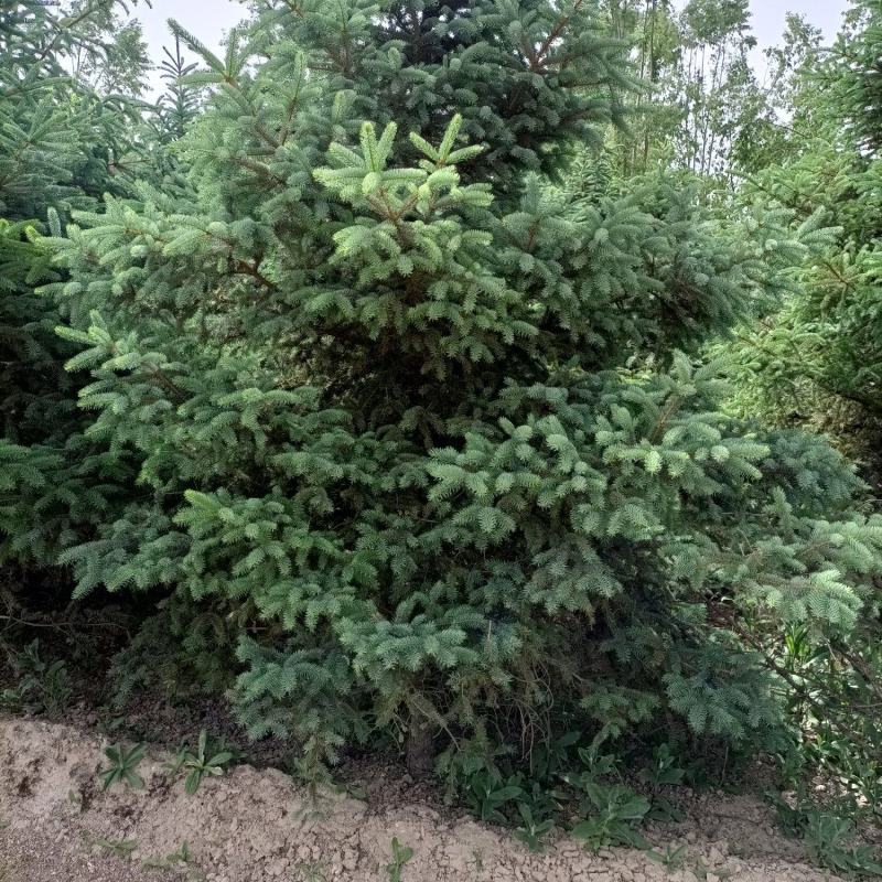 云杉