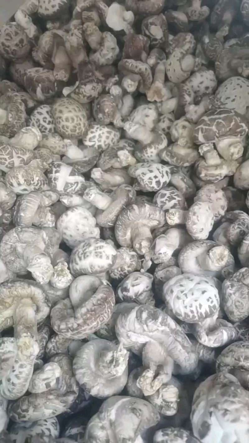 【店家推荐】2022年新菇天白花菇肉厚口感好产地直销