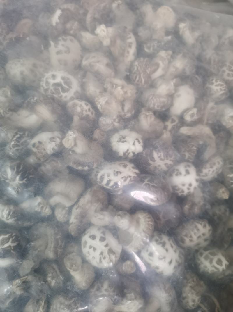 【店家推荐】2022年新菇天白花菇肉厚口感好产地直销
