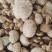 【店家推荐】2022年新菇天白花菇肉厚口感好产地直销
