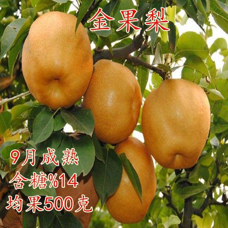 梨树苗金果梨苗梨树苗嫁接果树苗盆栽地栽苗南方北方种植