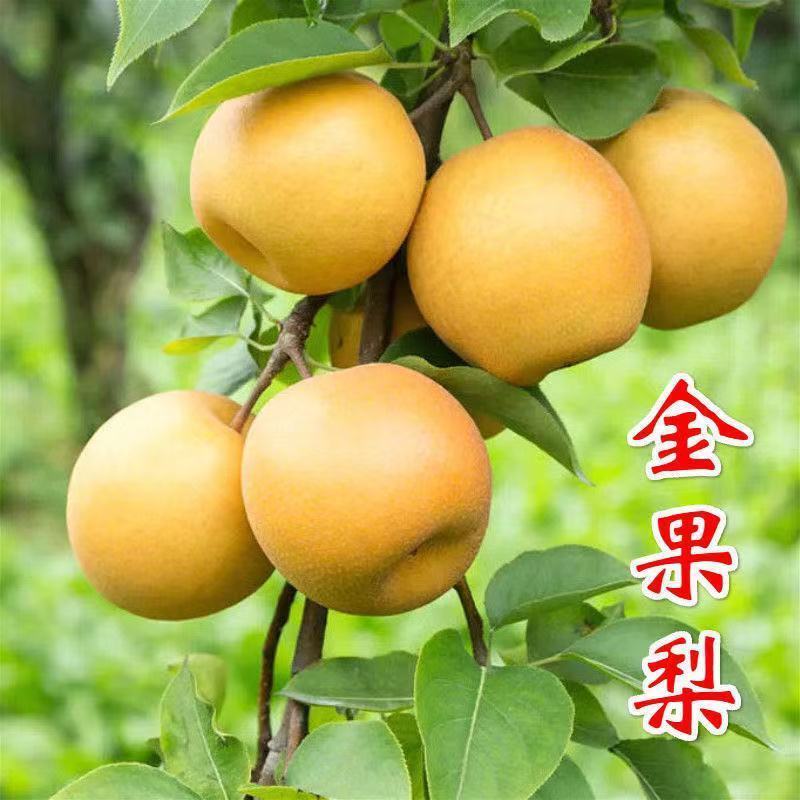 梨树苗金果梨苗梨树苗嫁接果树苗盆栽地栽苗南方北方种植