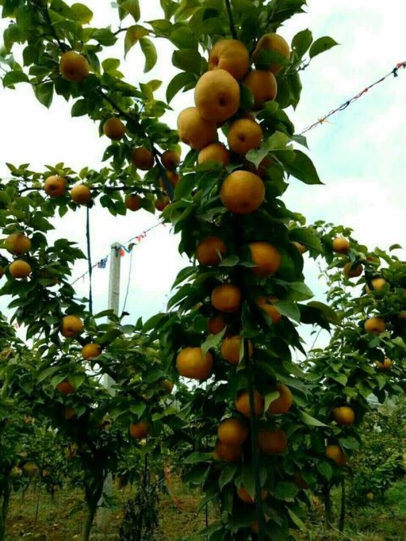梨树苗金果梨苗梨树苗嫁接果树苗盆栽地栽苗南方北方种植
