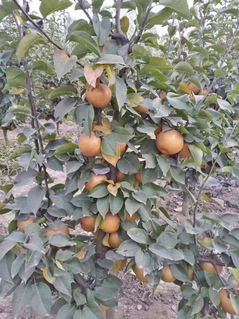 梨树苗金果梨苗梨树苗嫁接果树苗盆栽地栽苗南方北方种植