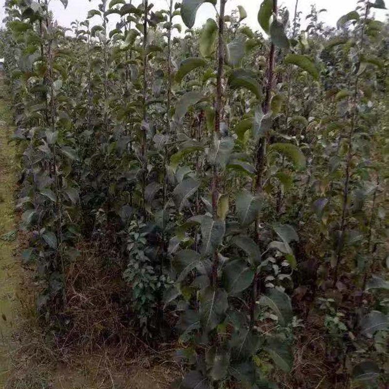 梨树苗金果梨苗梨树苗嫁接果树苗盆栽地栽苗南方北方种植