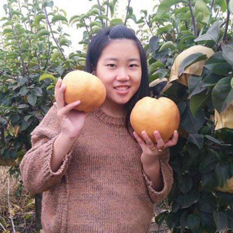 梨树苗金果梨苗梨树苗嫁接果树苗盆栽地栽苗南方北方种植