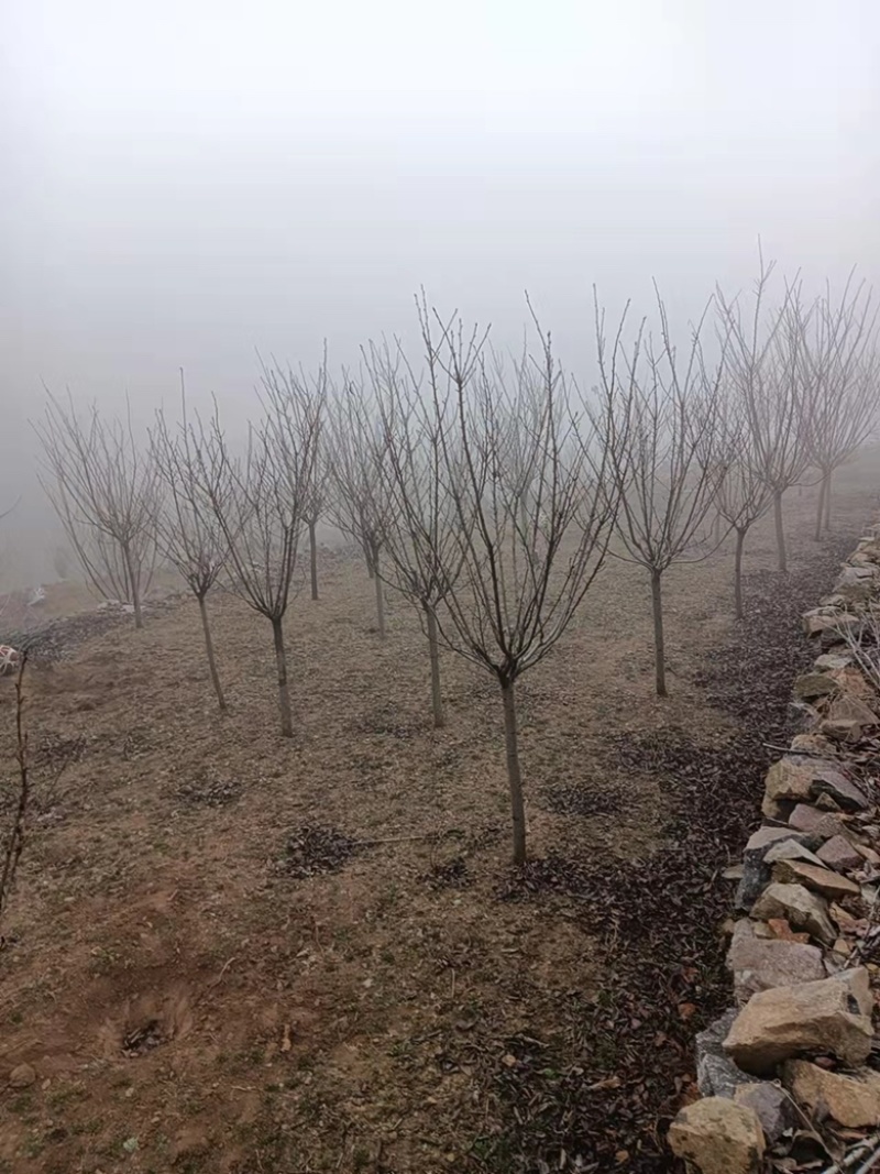 6公分樱花。樱花，晚樱6公分一级树无根瘤