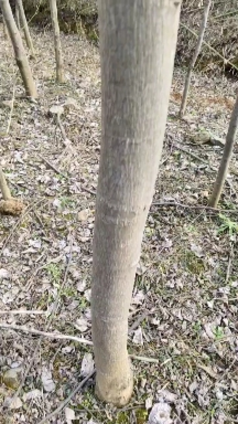 拐枣树，大树小树都有基地直供需要的联系价格给力