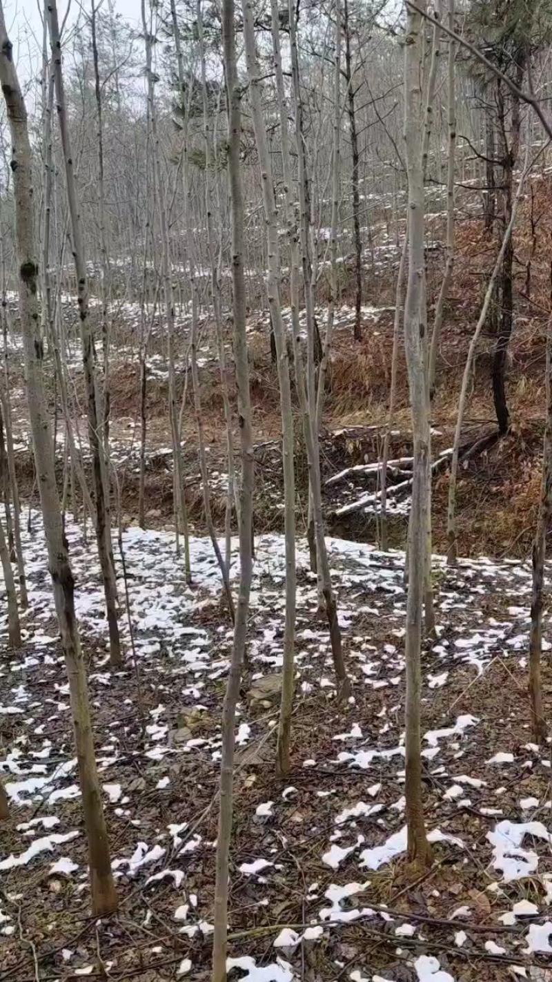 拐枣树，大树小树都有基地直供需要的联系价格给力